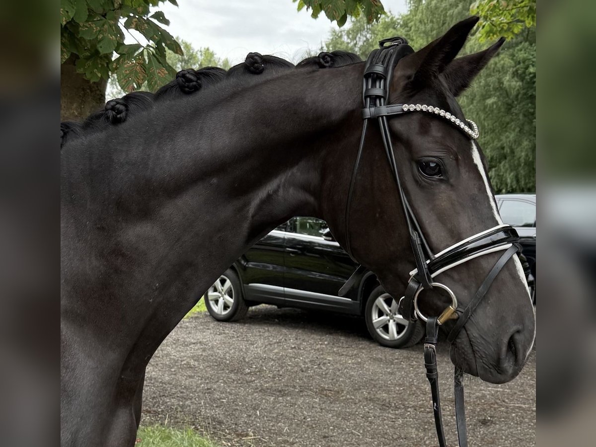 Hanovrien Jument 3 Ans 155 cm Noir in Deinste