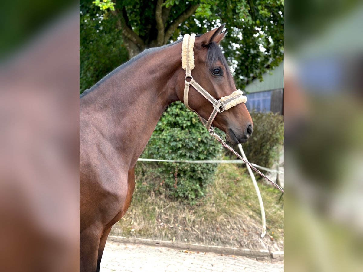 Hanovrien Jument 3 Ans 158 cm Bai in Hanerau-Hademarschen