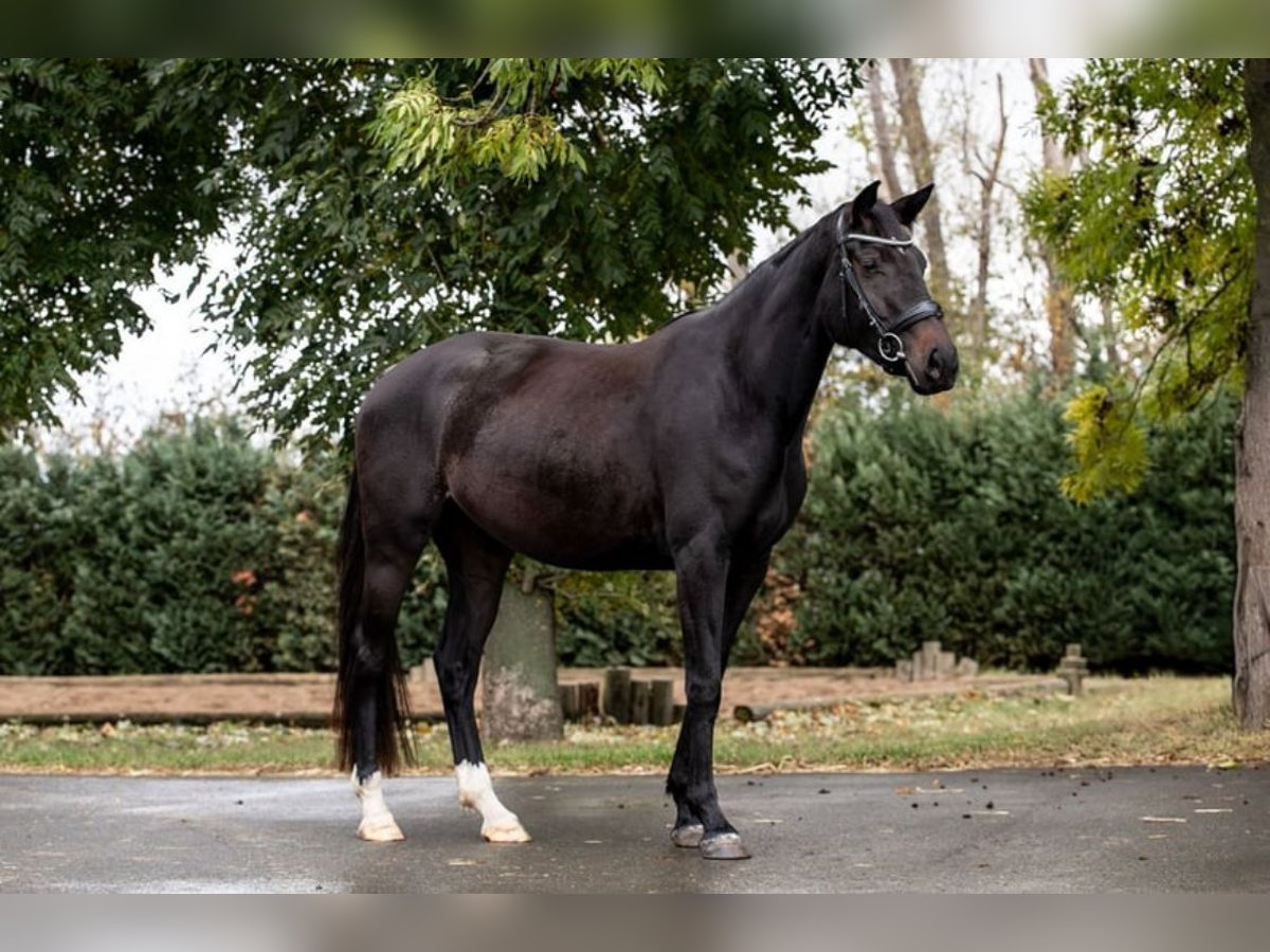 Hanovrien Jument 3 Ans 162 cm Bai brun foncé in L&#xFC;chow