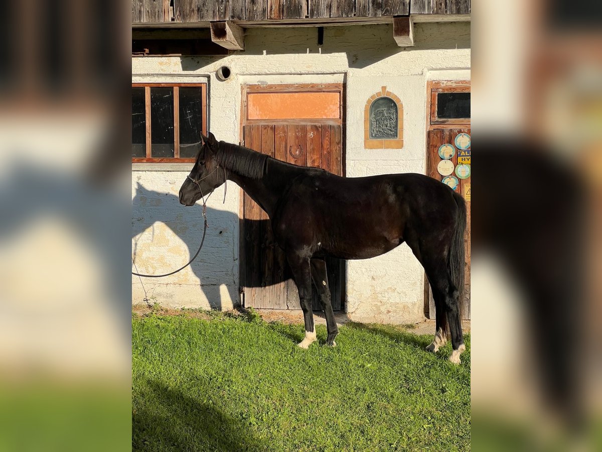 Hanovrien Jument 3 Ans 162 cm Noir in Uttendorf