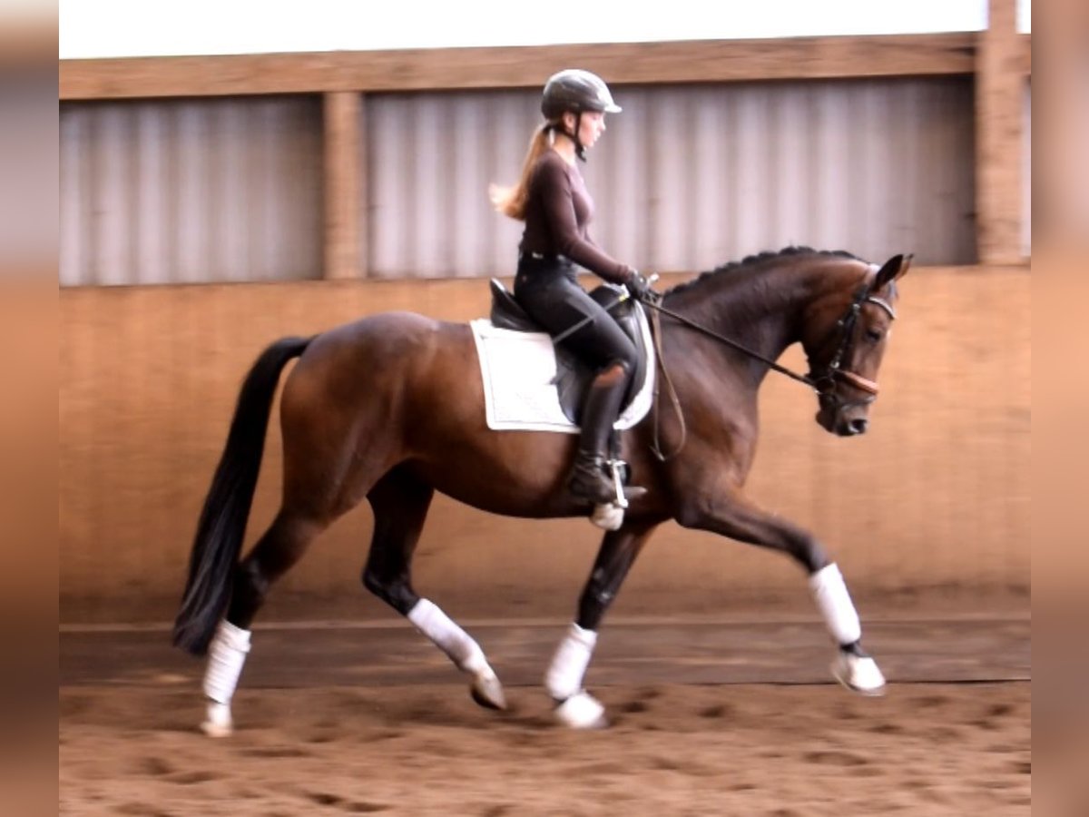 Hanovrien Jument 3 Ans 163 cm Bai in Fredenbeck