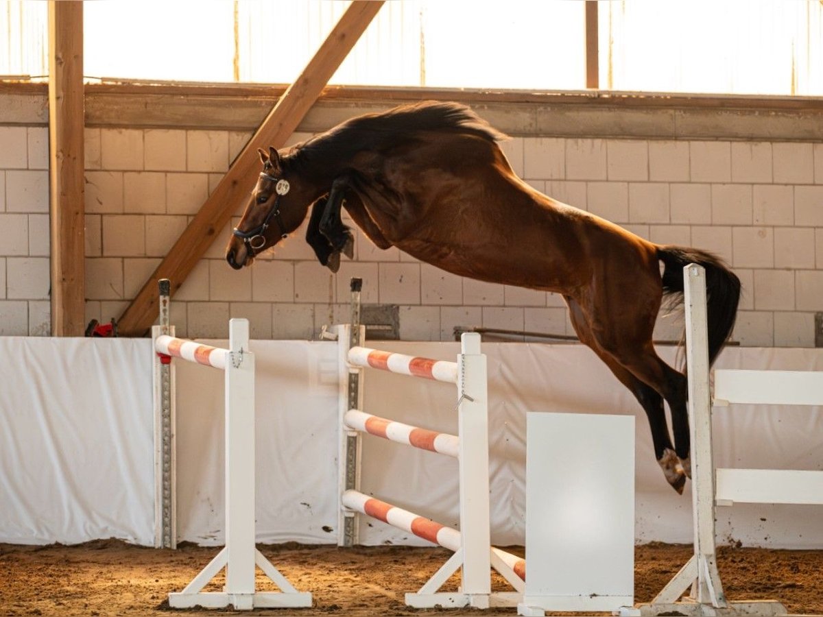 Hanovrien Jument 3 Ans 163 cm Bai in Fehrbellin