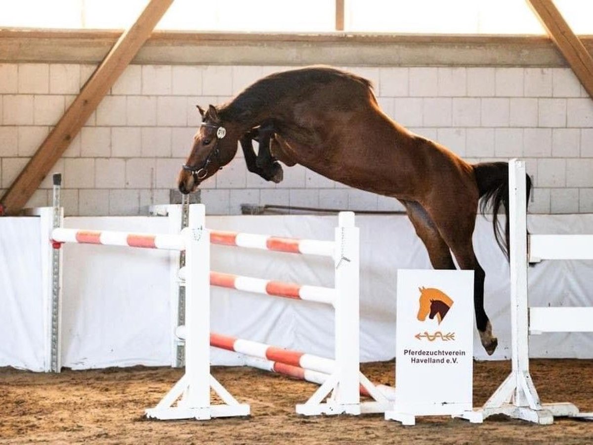 Hanovrien Jument 3 Ans 163 cm Bai in Fehrbellin