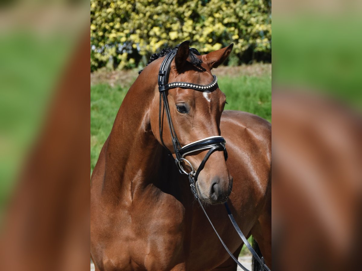 Hanovrien Jument 3 Ans 164 cm Bai in F&#xFC;rstenau