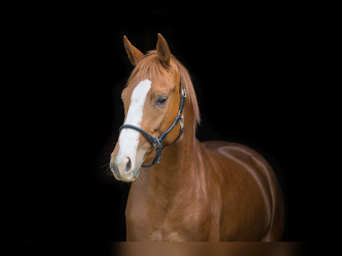 Hanovrien Jument 3 Ans 165 cm Alezan in Sprakensehl