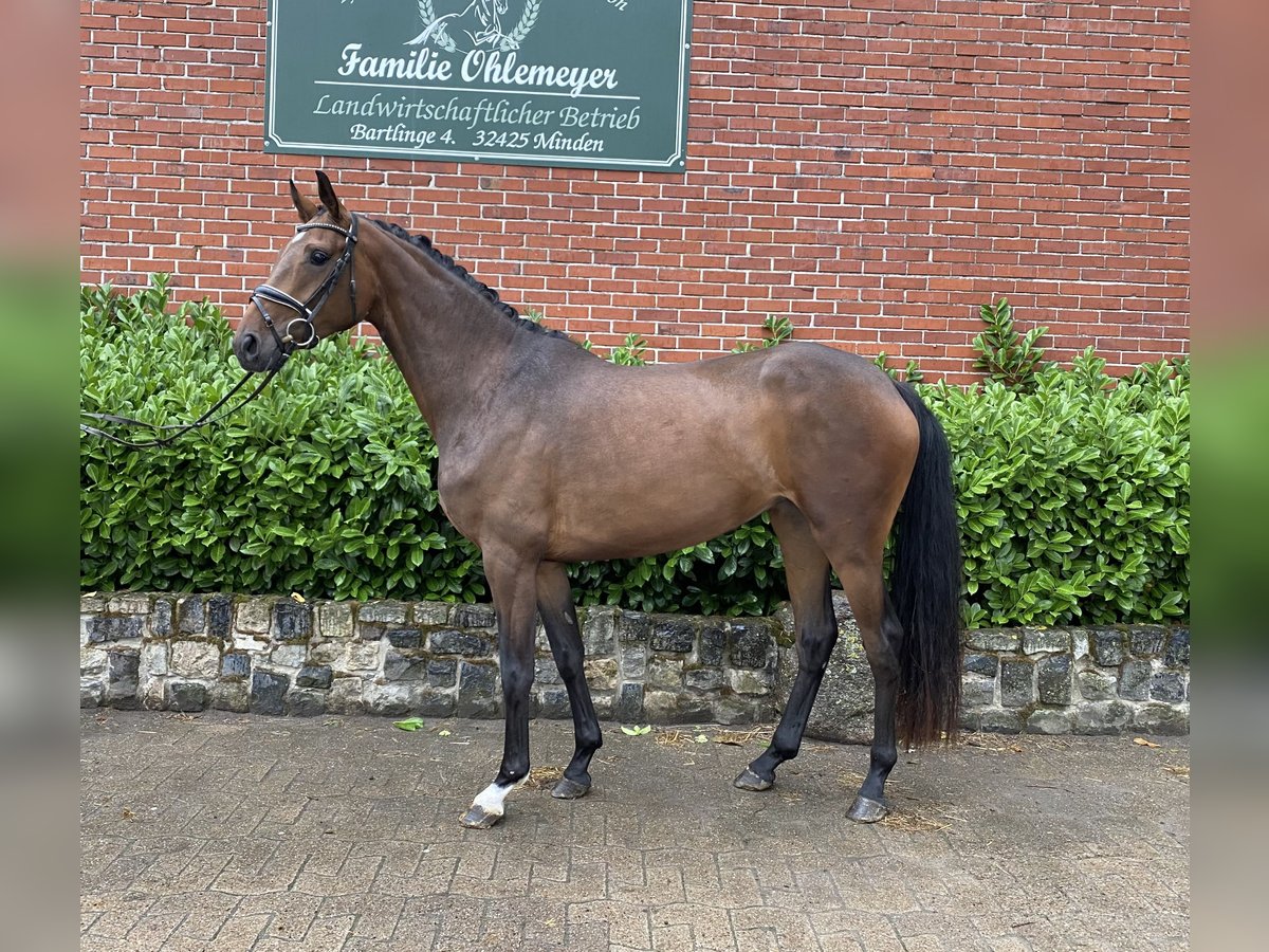Hanovrien Jument 3 Ans 165 cm Bai brun in Minden