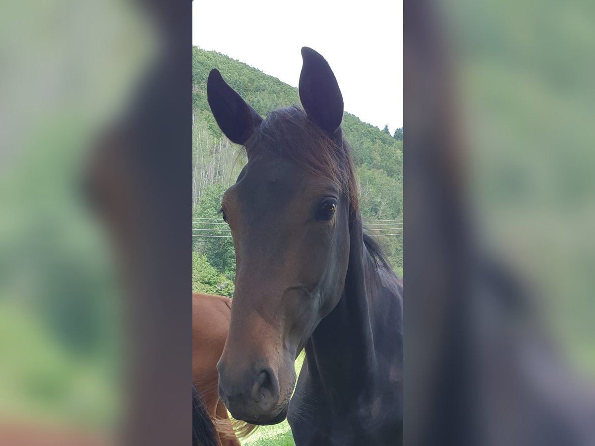 Hanovrien Jument 3 Ans 165 cm Bai brun in Irsch