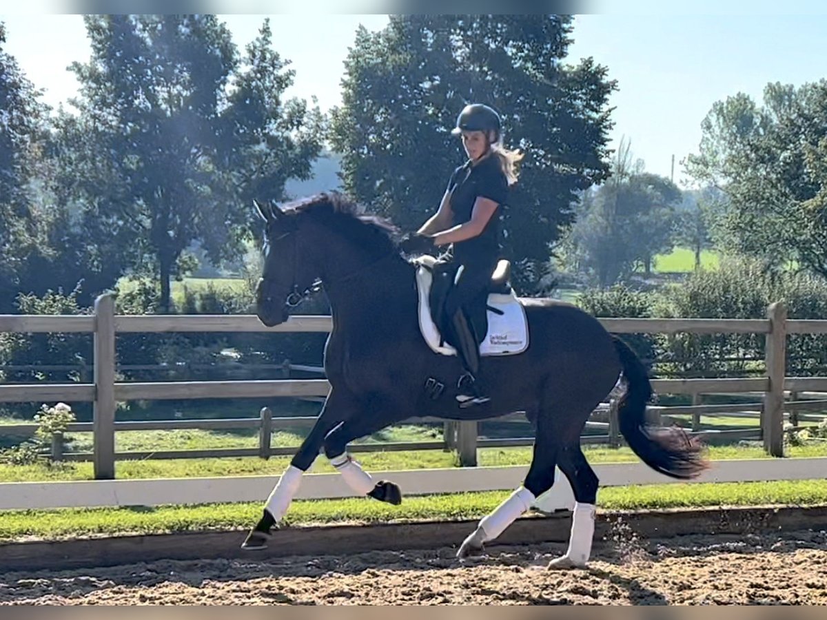 Hanovrien Jument 3 Ans 165 cm Noir in Rottenburg an der Laaber