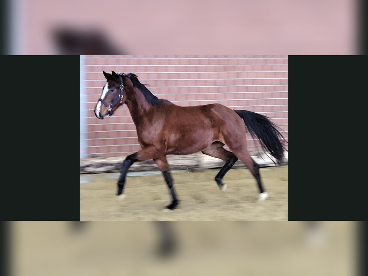Hanovrien Jument 3 Ans 166 cm Bai in Willich