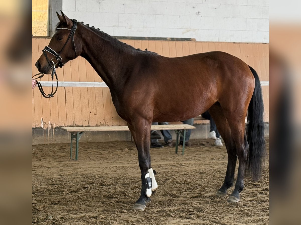 Hanovrien Jument 3 Ans 166 cm Bai in Deinstedt