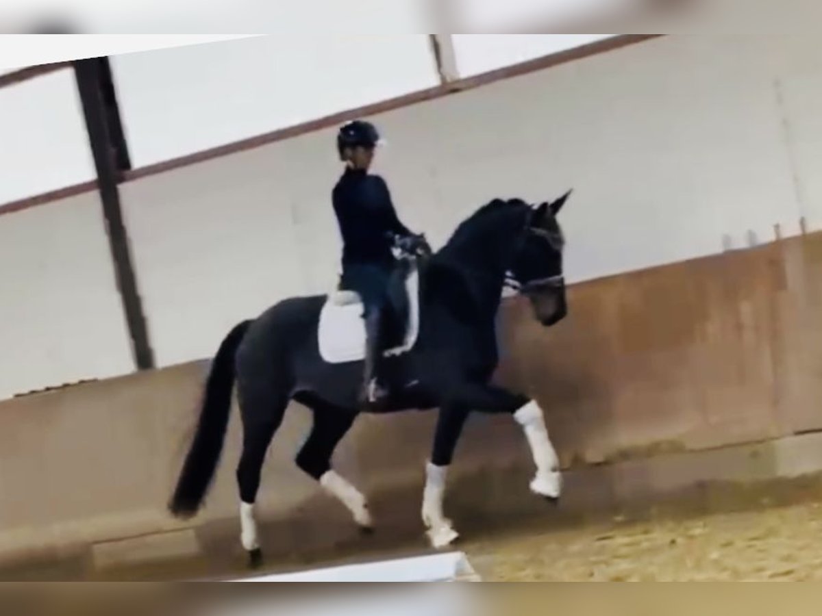 Hanovrien Jument 3 Ans 167 cm Bai brun foncé in Bielefeld