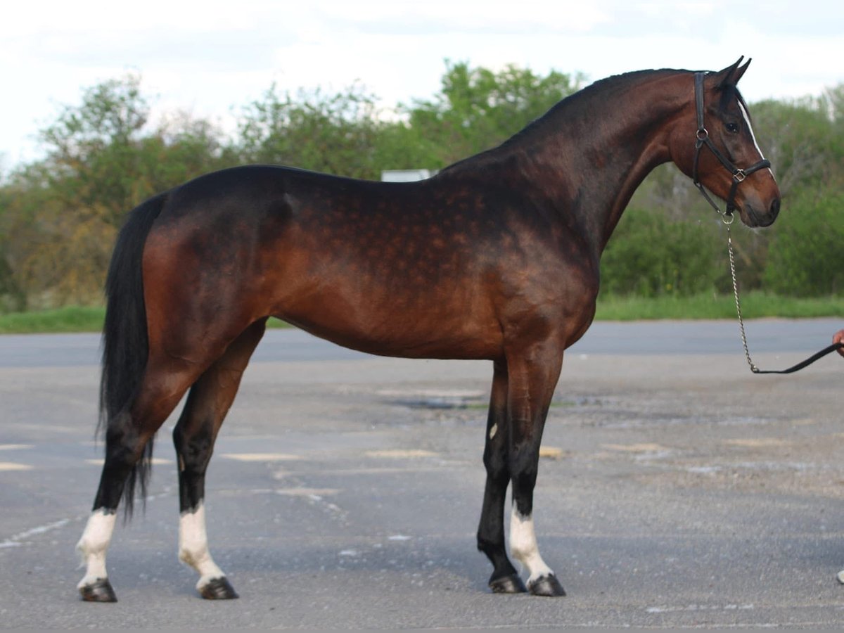 Hanovrien Jument 3 Ans 167 cm Bai in Getreidegasse 11