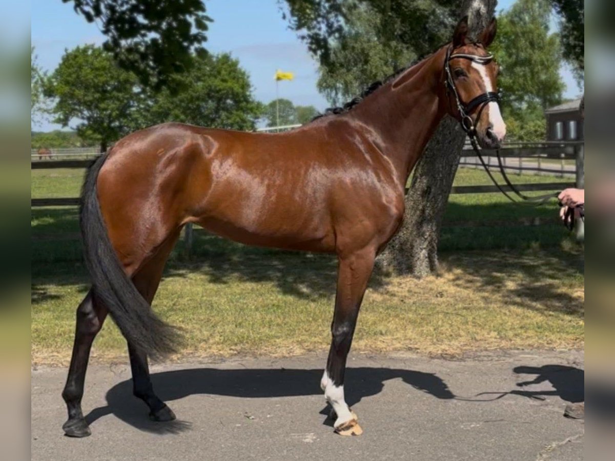 Hanovrien Jument 3 Ans 167 cm Bai in Weyhe