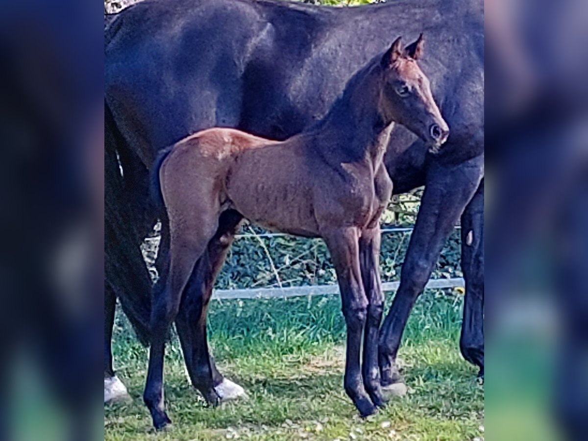 Hanovrien Jument 3 Ans 167 cm Peut devenir gris in Geestland