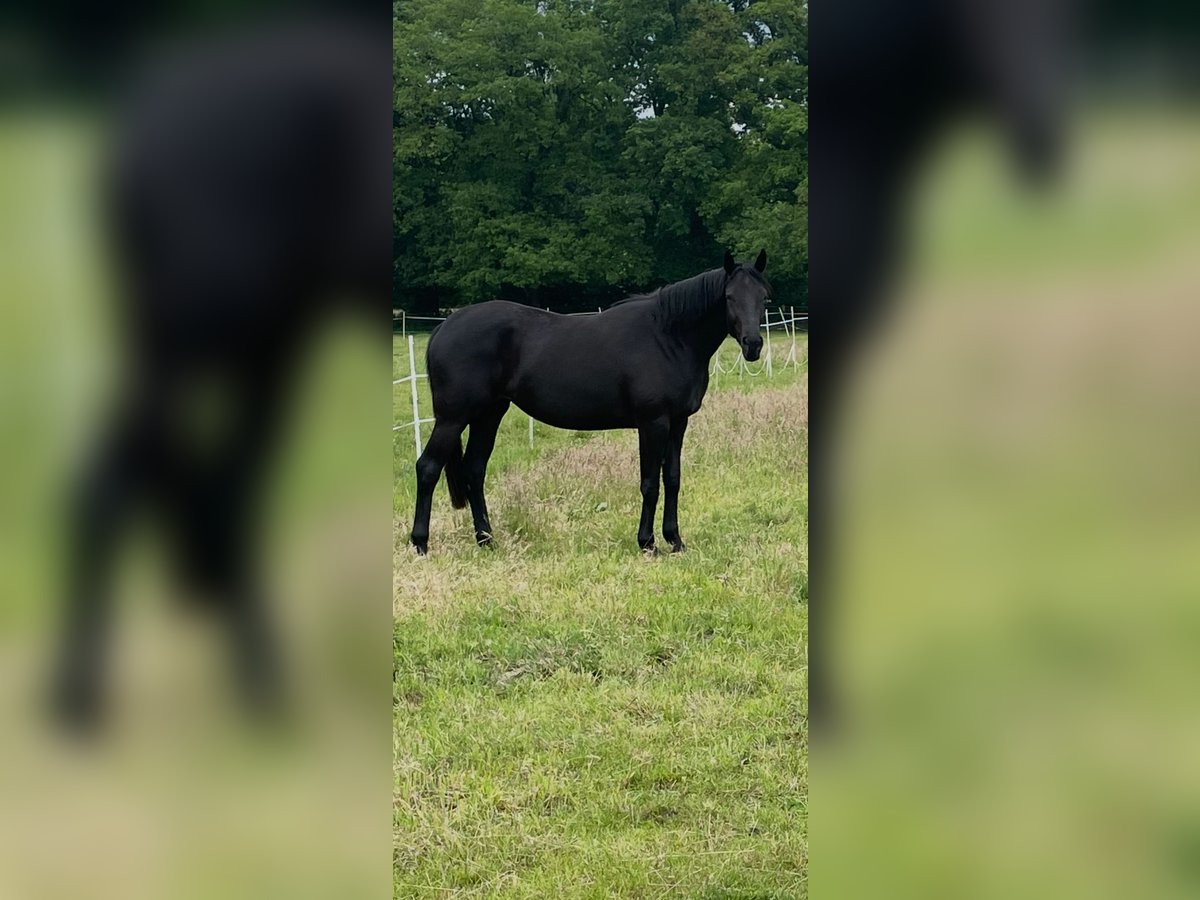 Hanovrien Jument 3 Ans 168 cm Noir in Norderstedt