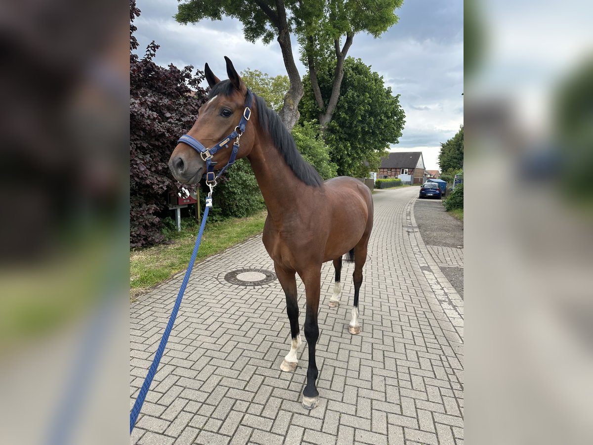 Hanovrien Jument 3 Ans 169 cm Bai in Elbe