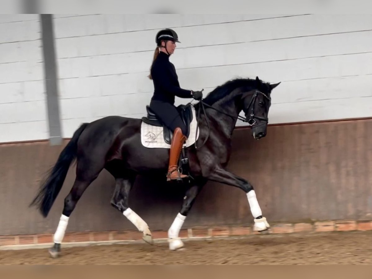 Hanovrien Jument 3 Ans 169 cm Noir in Lohne (Oldenburg)