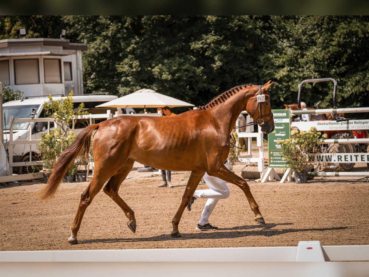 Hanovrien Jument 3 Ans 170 cm Alezan brûlé in Moers
