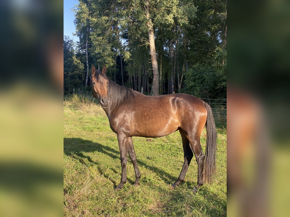 Hanovrien Jument 3 Ans 170 cm Bai brun in Gifhorn