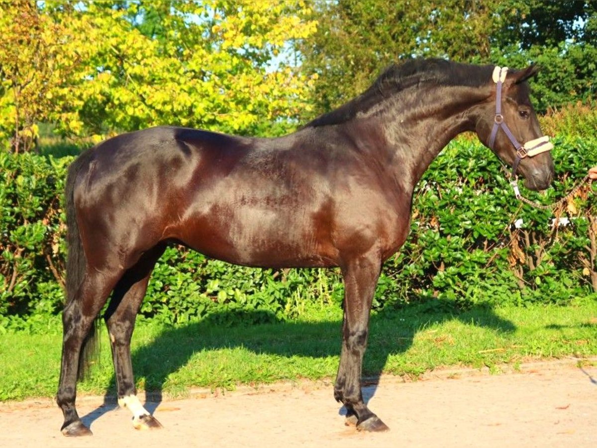 Hanovrien Jument 3 Ans 170 cm Noir in Selsingen