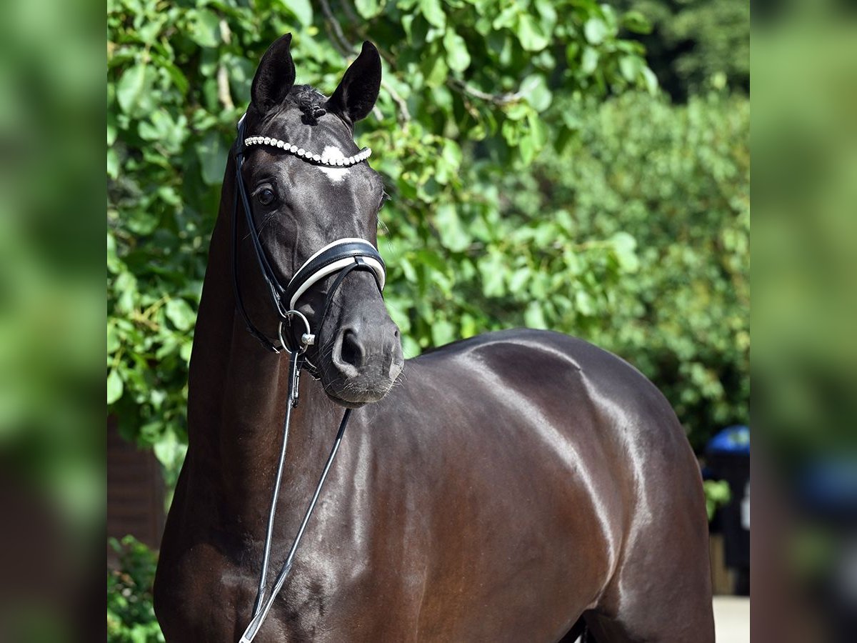Hanovrien Jument 3 Ans 174 cm in Bad Bevensen