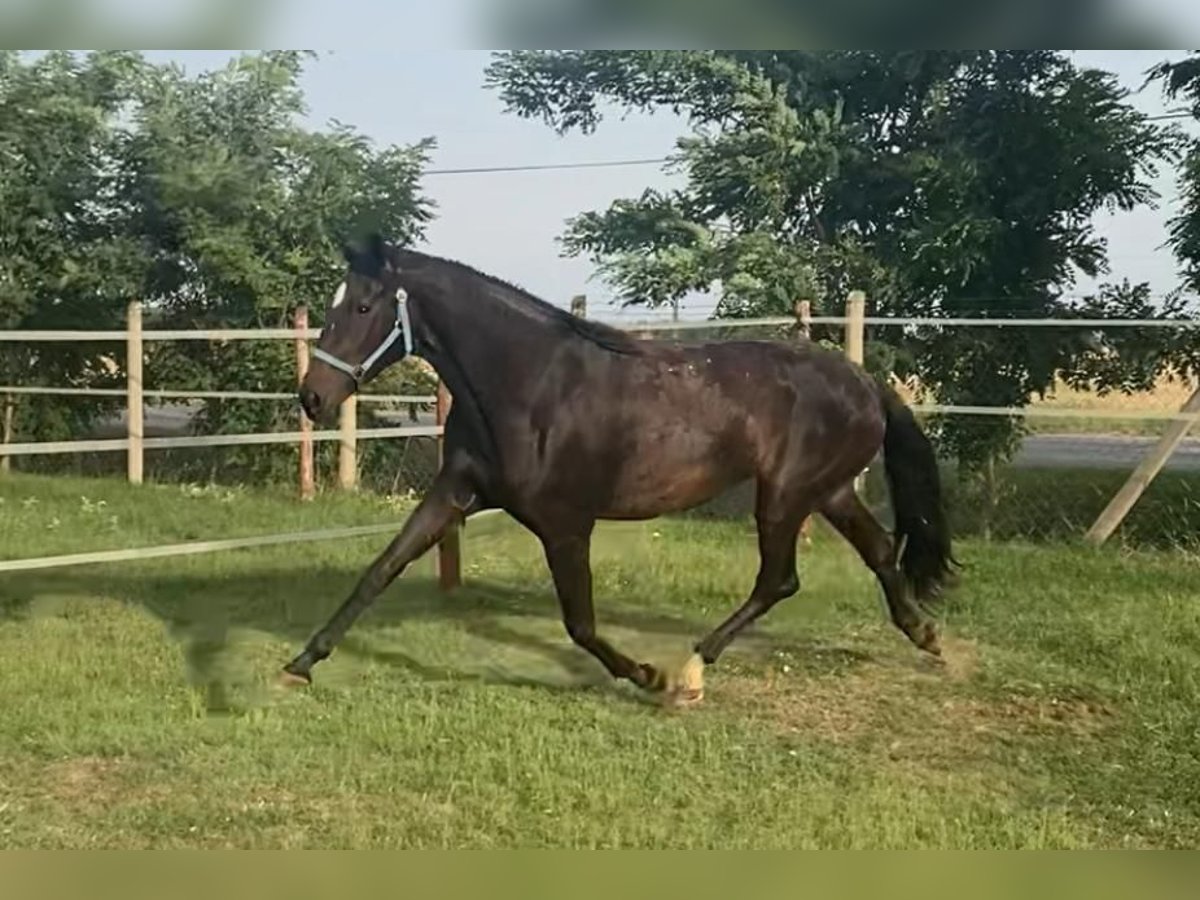 Hanovrien Jument 3 Ans 175 cm Bai brun in Tass
