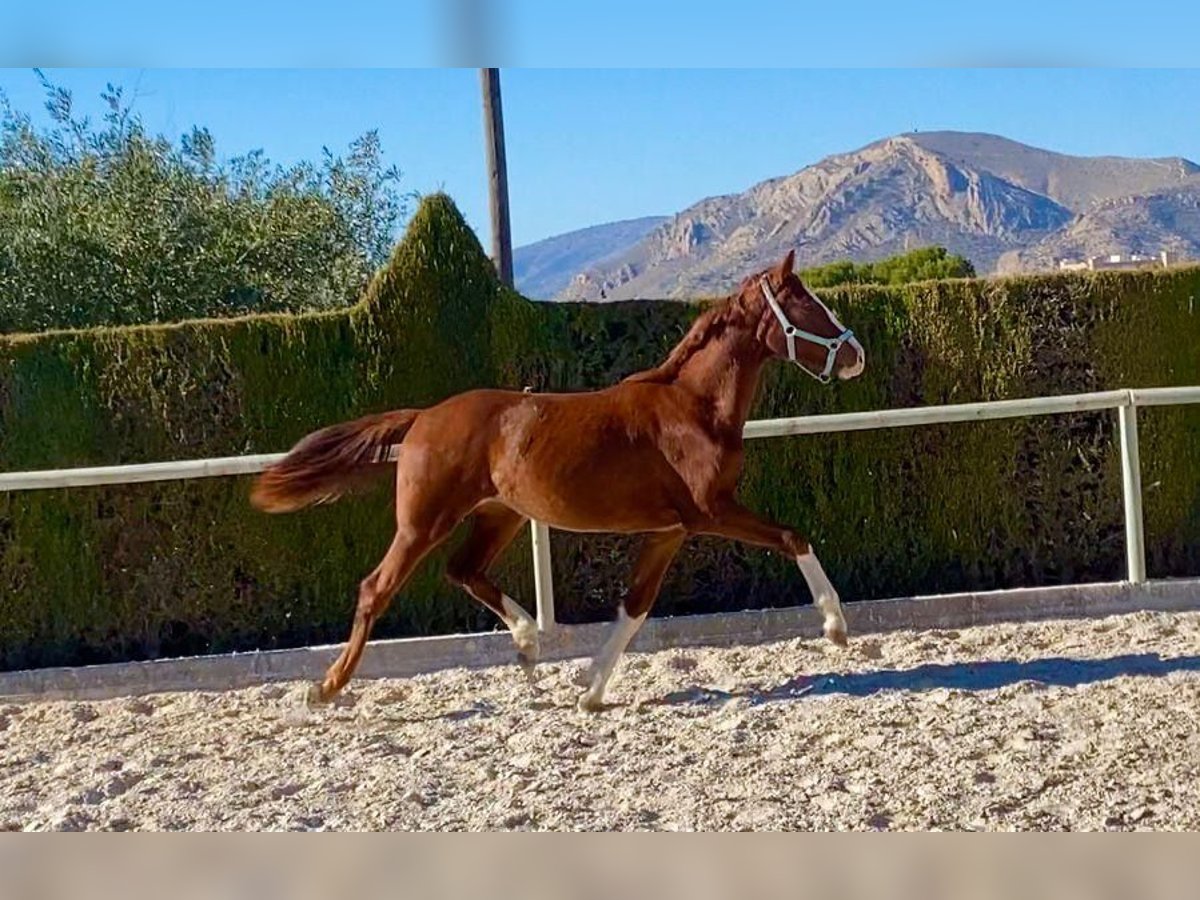 Hanovrien Jument 3 Ans Alezan in Almafra (Zona)