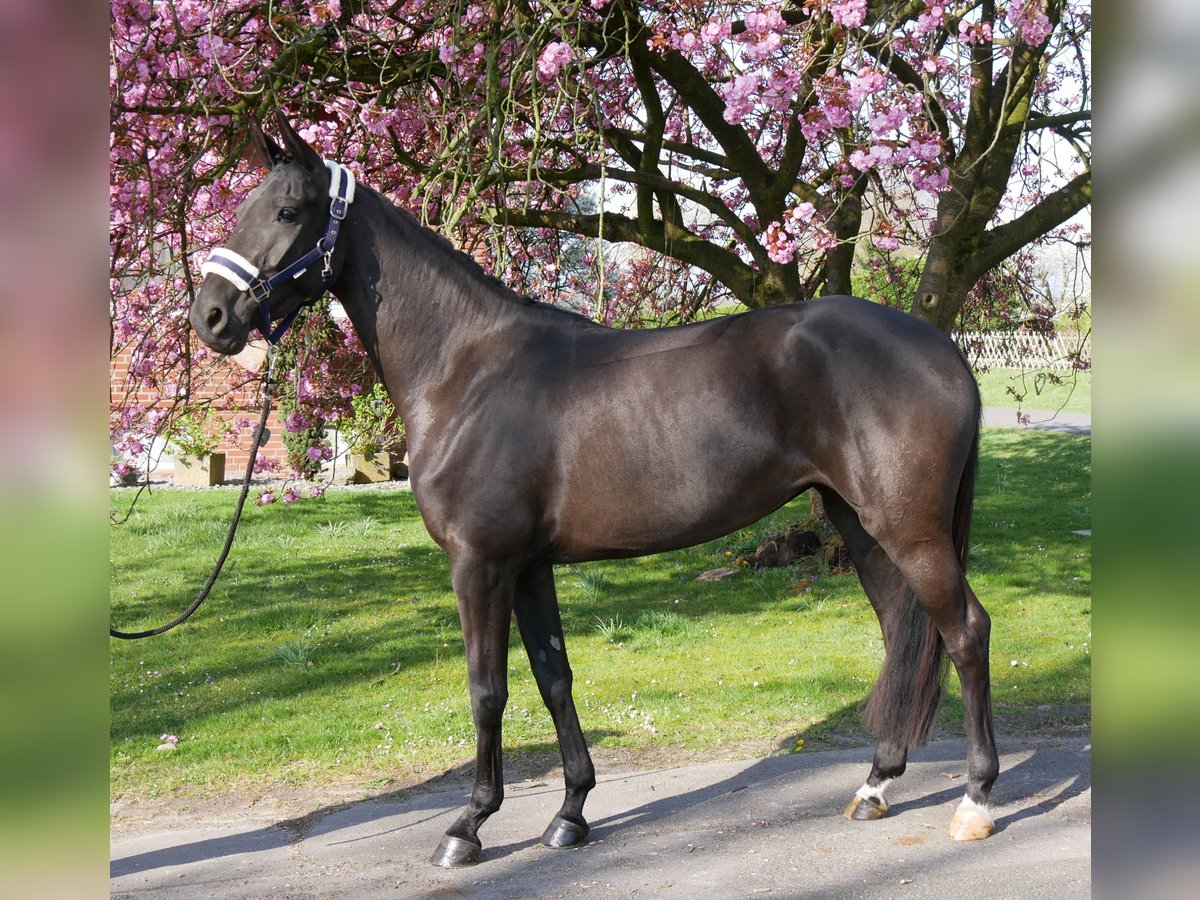 Hanovrien Jument 4 Ans 156 cm Noir in Dorsten