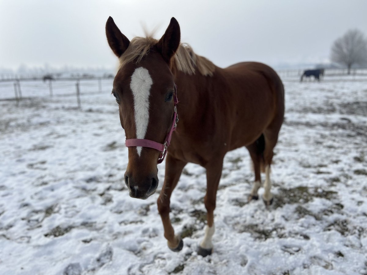 Hanovrien Jument 4 Ans 158 cm Alezan in Montlingen