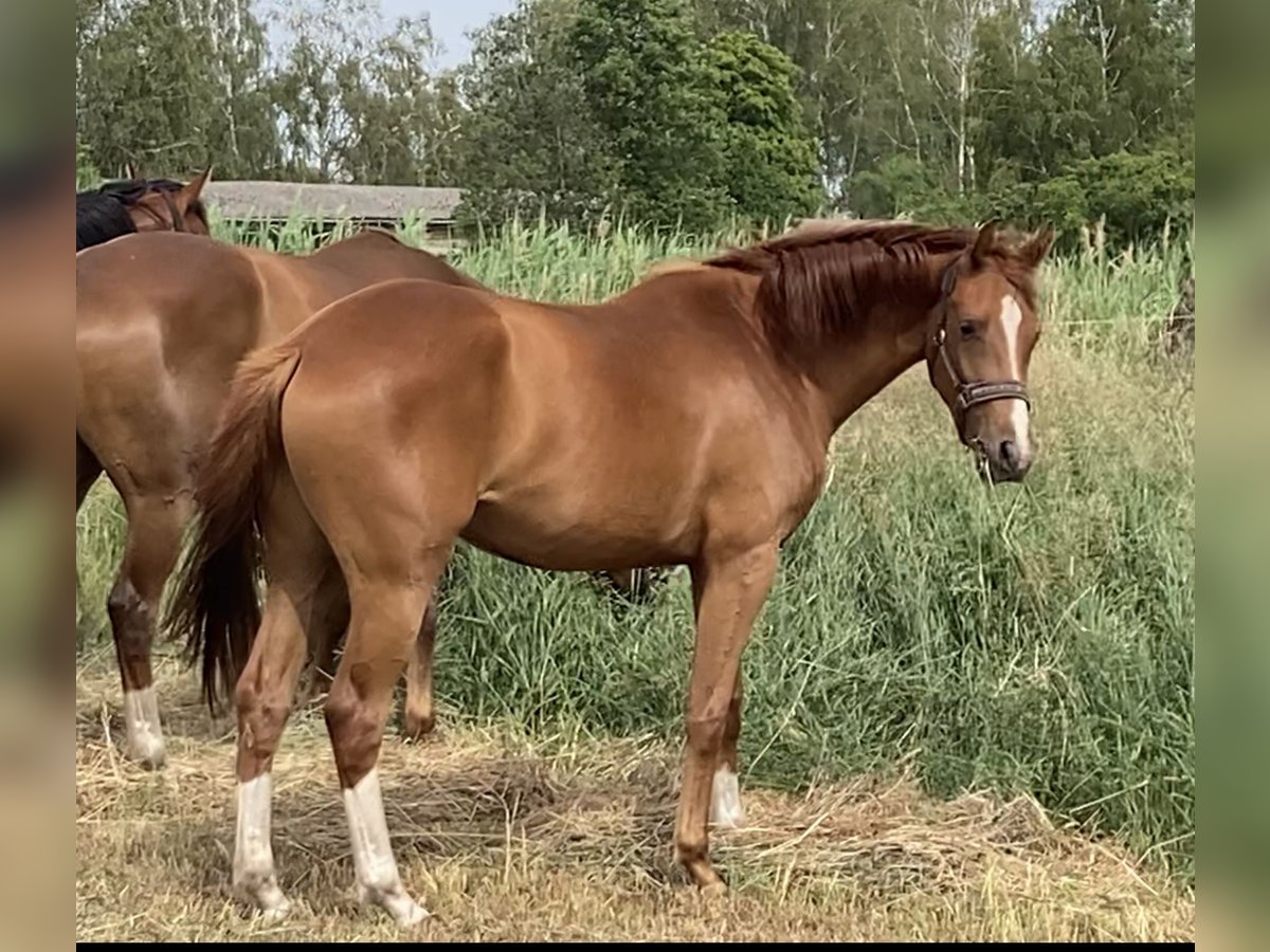 Hanovrien Jument 4 Ans 162 cm Alezan in Fehrbellin Linum