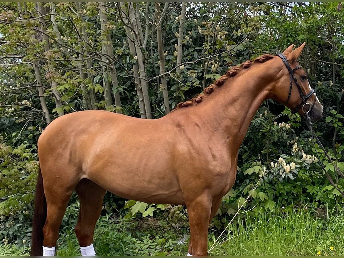 Hanovrien Jument 4 Ans 163 cm Alezan brûlé in Hamm