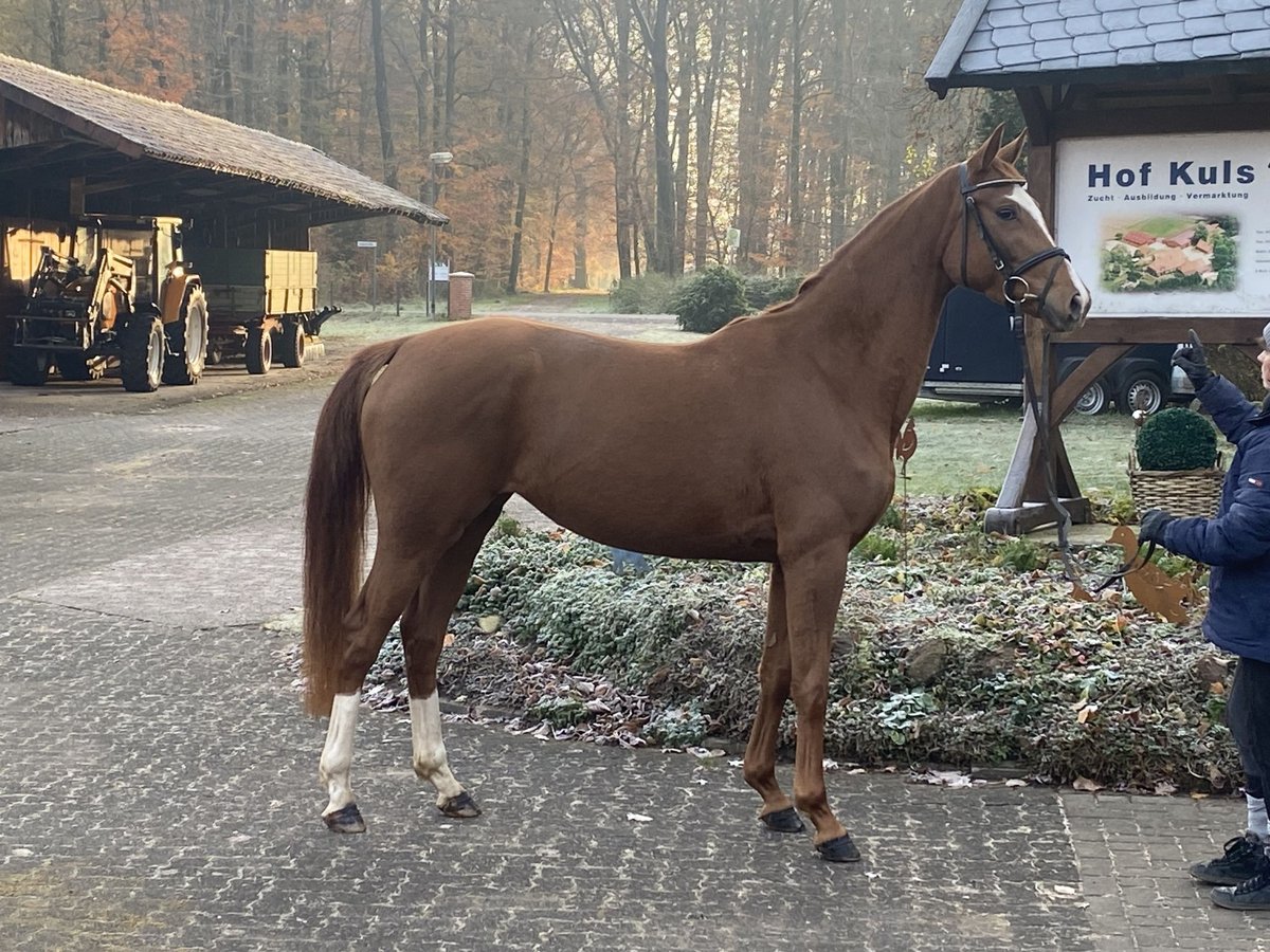 Hanovrien Jument 4 Ans 163 cm Alezan in Borstelorstel