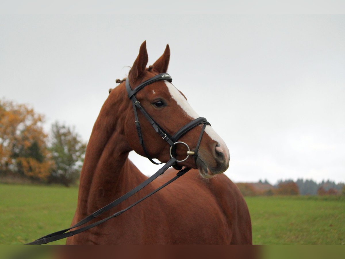 Hanovrien Jument 4 Ans 163 cm Alezan in Me&#xDF;stetten Tieringen