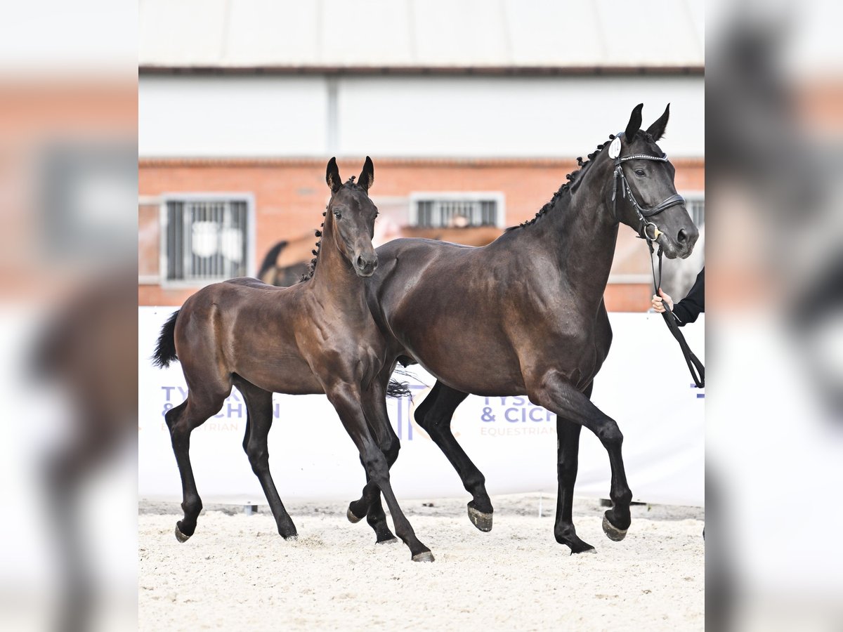 Hanovrien Jument 4 Ans 163 cm Noir in Krak&#xF3;w
