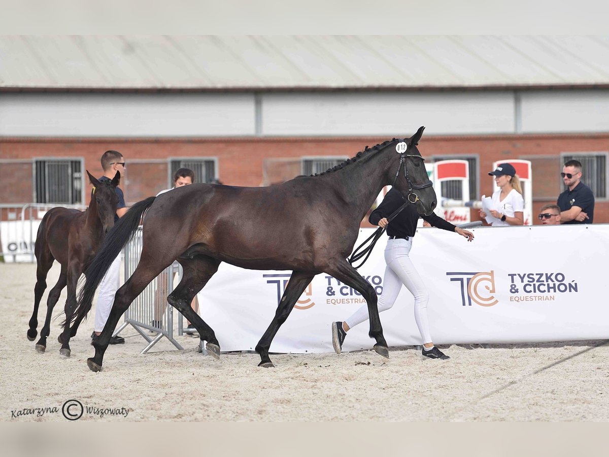 Hanovrien Jument 4 Ans 163 cm Noir in Krak&#xF3;w