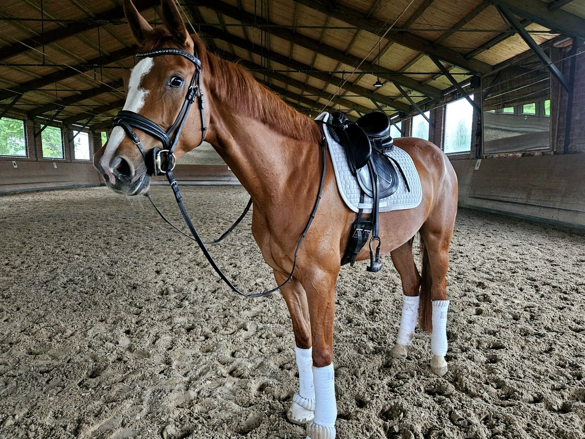 Hanovrien Jument 4 Ans 164 cm Alezan brûlé in Pulheim Hanovrien Jument 4 Ans 164 cm Alezan brûlé in Pulheim