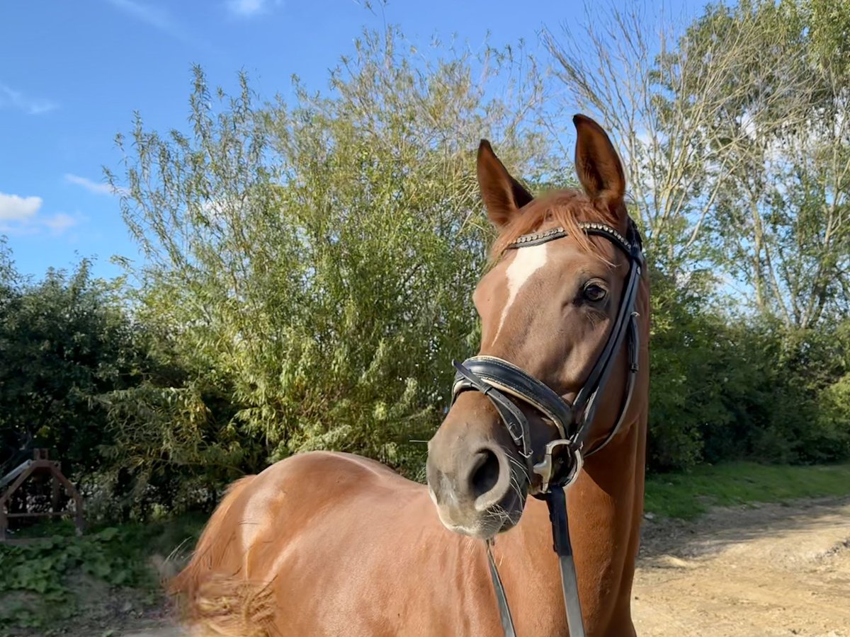 Hanovrien Jument 4 Ans 164 cm Alezan in Grevenbroich