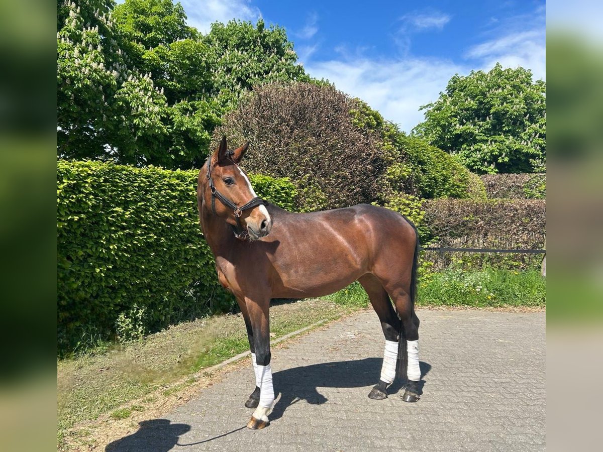 Hanovrien Jument 4 Ans 165 cm Bai brun in Mönchengladbach