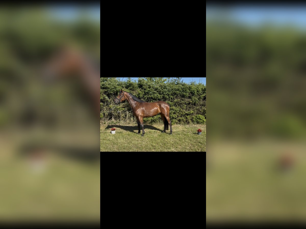 Hanovrien Jument 4 Ans 165 cm Bai in Marxen