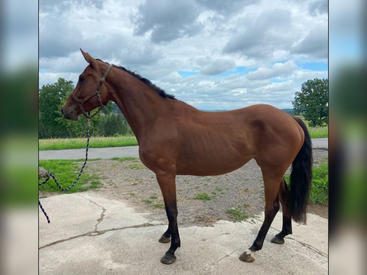 Hanovrien Jument 4 Ans 165 cm Bai in Drolshagen