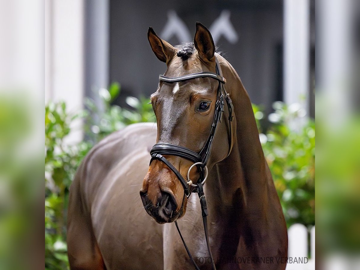 Hanovrien Jument 4 Ans 166 cm Bai brun in Verden