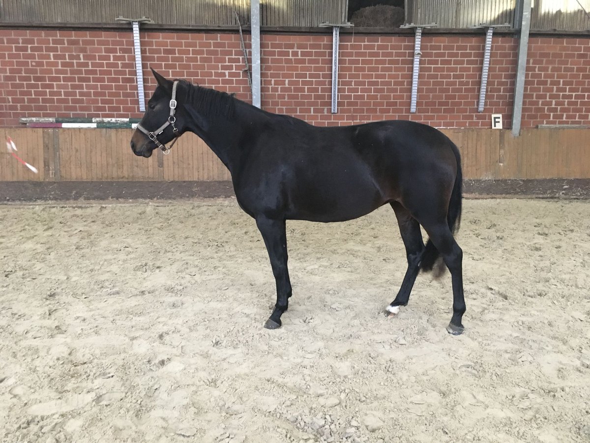 Hanovrien Jument 4 Ans 166 cm Bai brun in Ankum