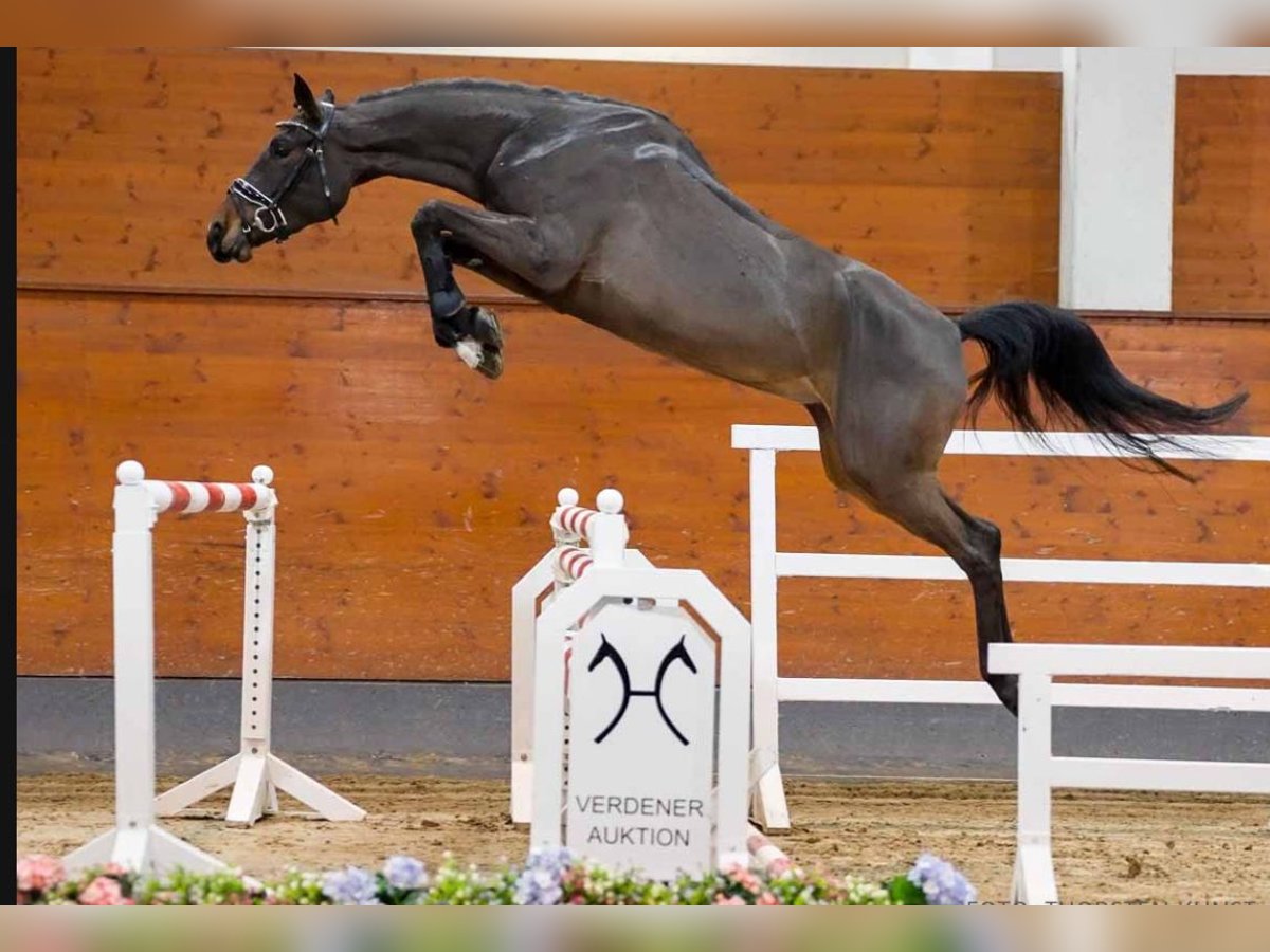 Hanovrien Jument 4 Ans 166 cm Bai brun in Aachen