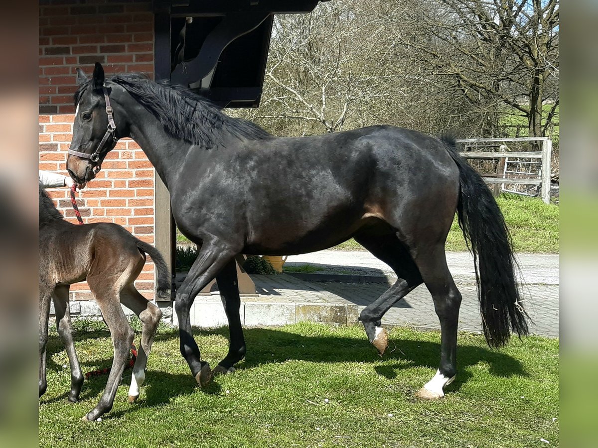 Hanovrien Jument 4 Ans 166 cm Bai brun foncé in Nottuln