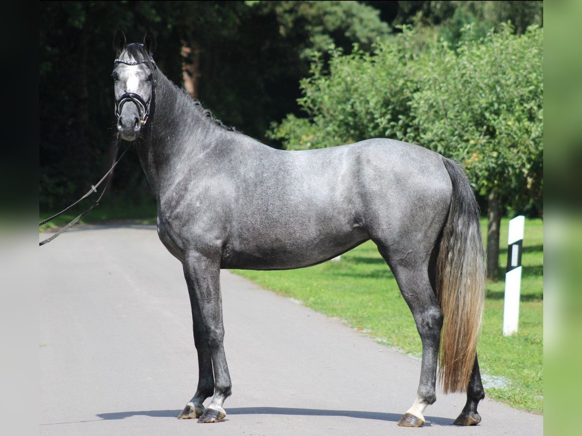 Hanovrien Jument 4 Ans 166 cm Gris pommelé in Deinstedt