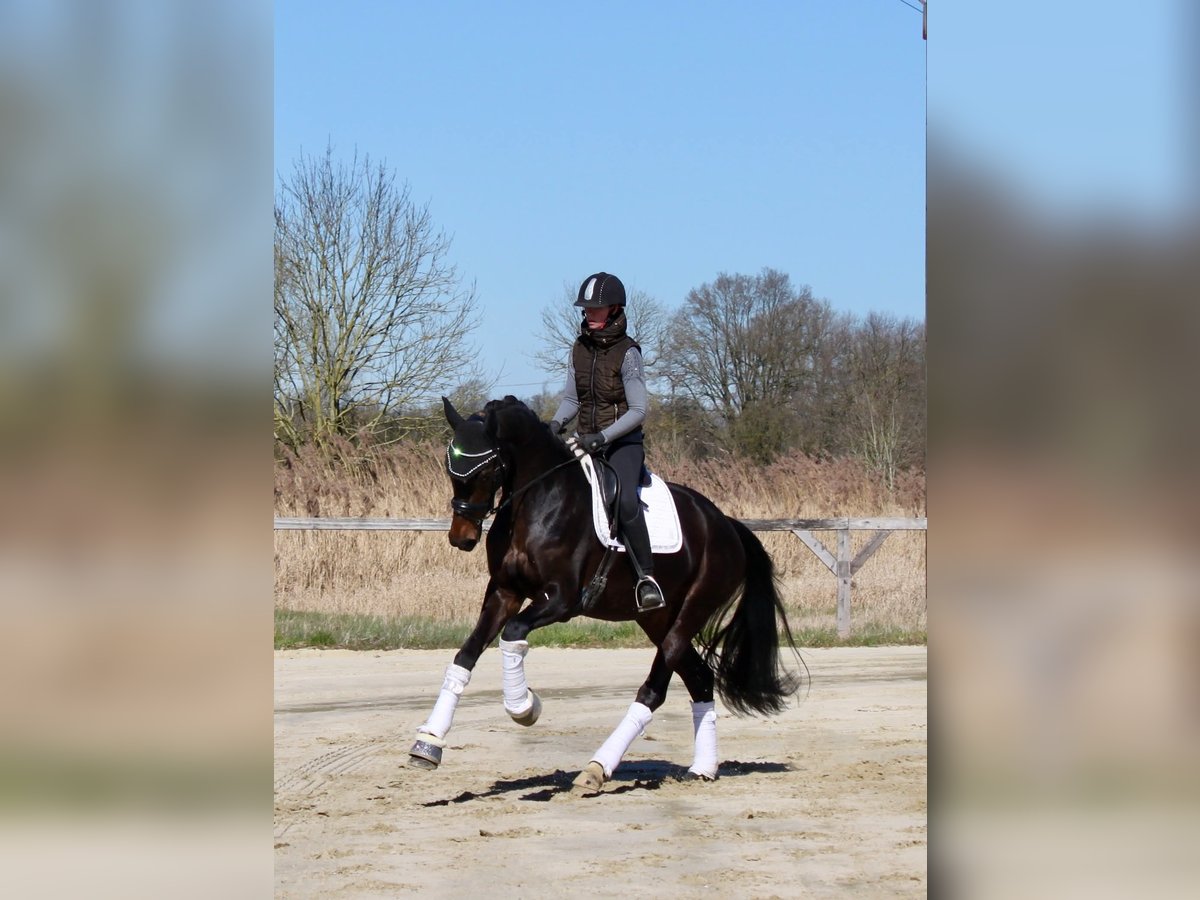 Hanovrien Jument 4 Ans 167 cm Bai brun in Kevelaer