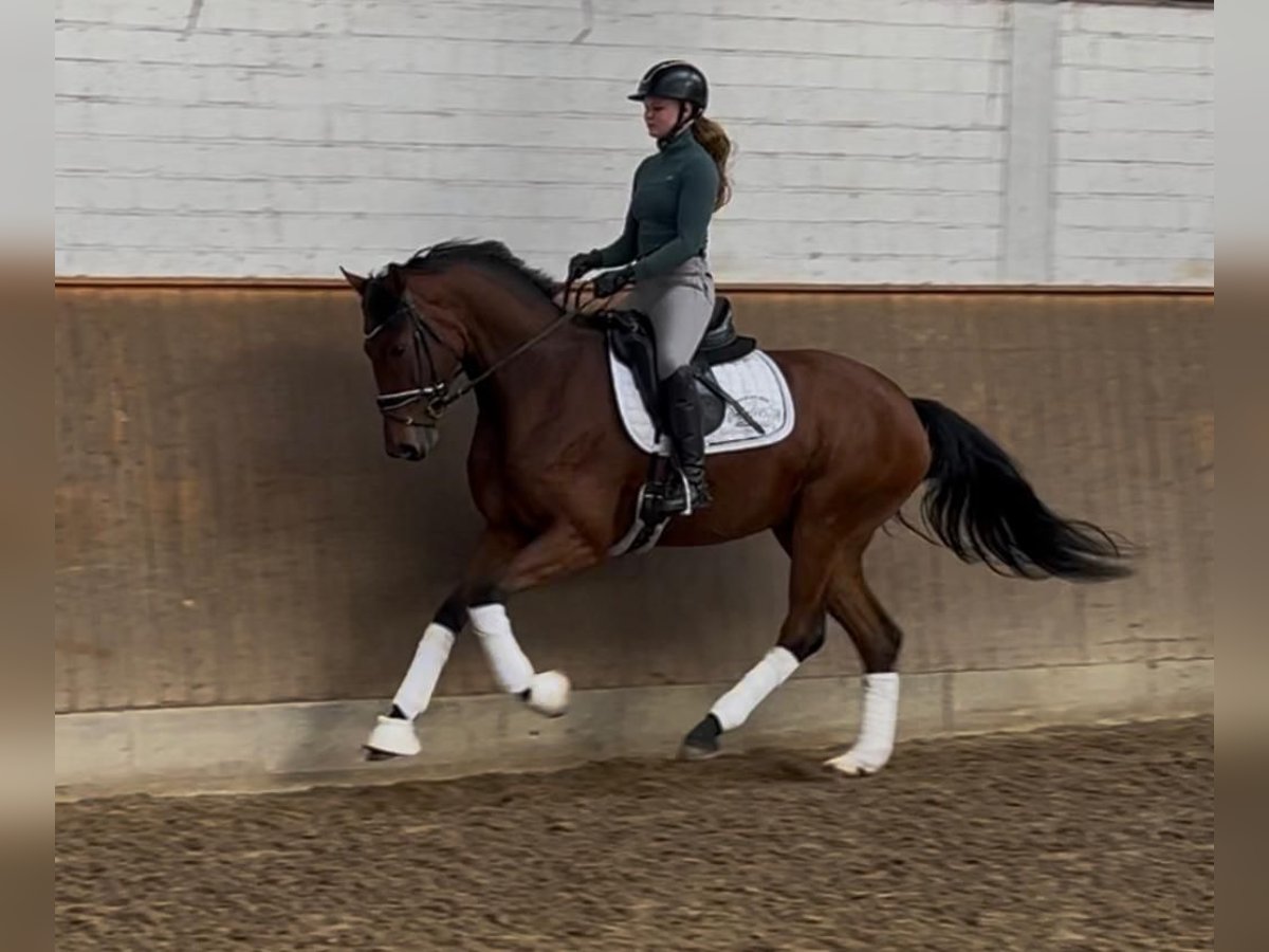 Hanovrien Jument 4 Ans 167 cm Bai in Elmlohe