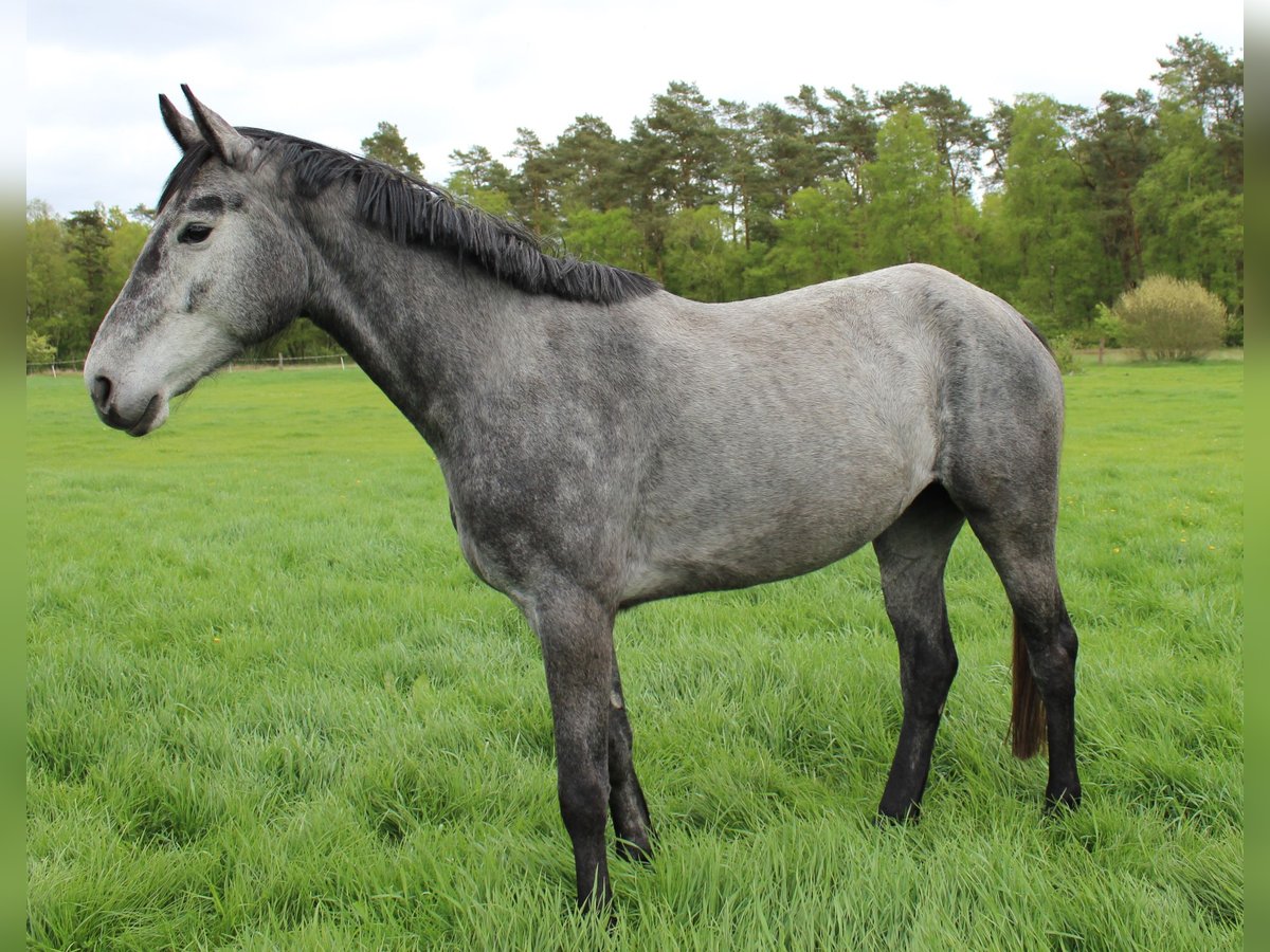 Hanovrien Jument 4 Ans 167 cm Gris in Handeloh