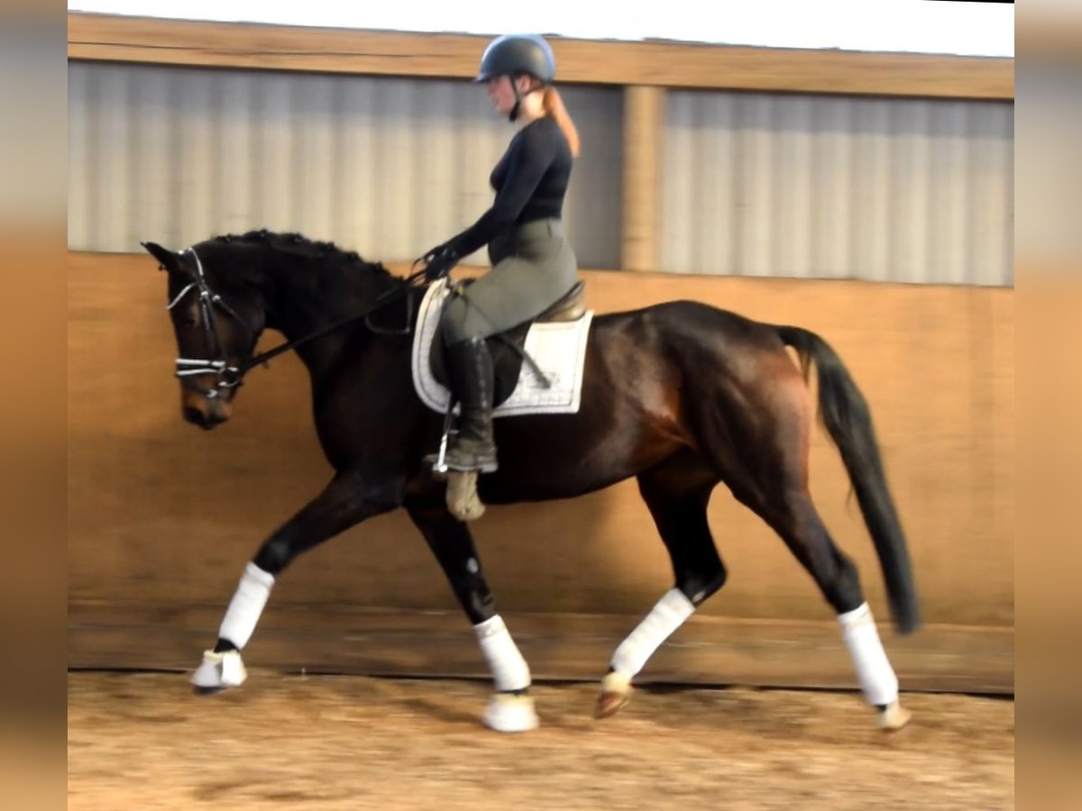 Hanovrien Jument 4 Ans 168 cm Bai brun in Fredenbeck