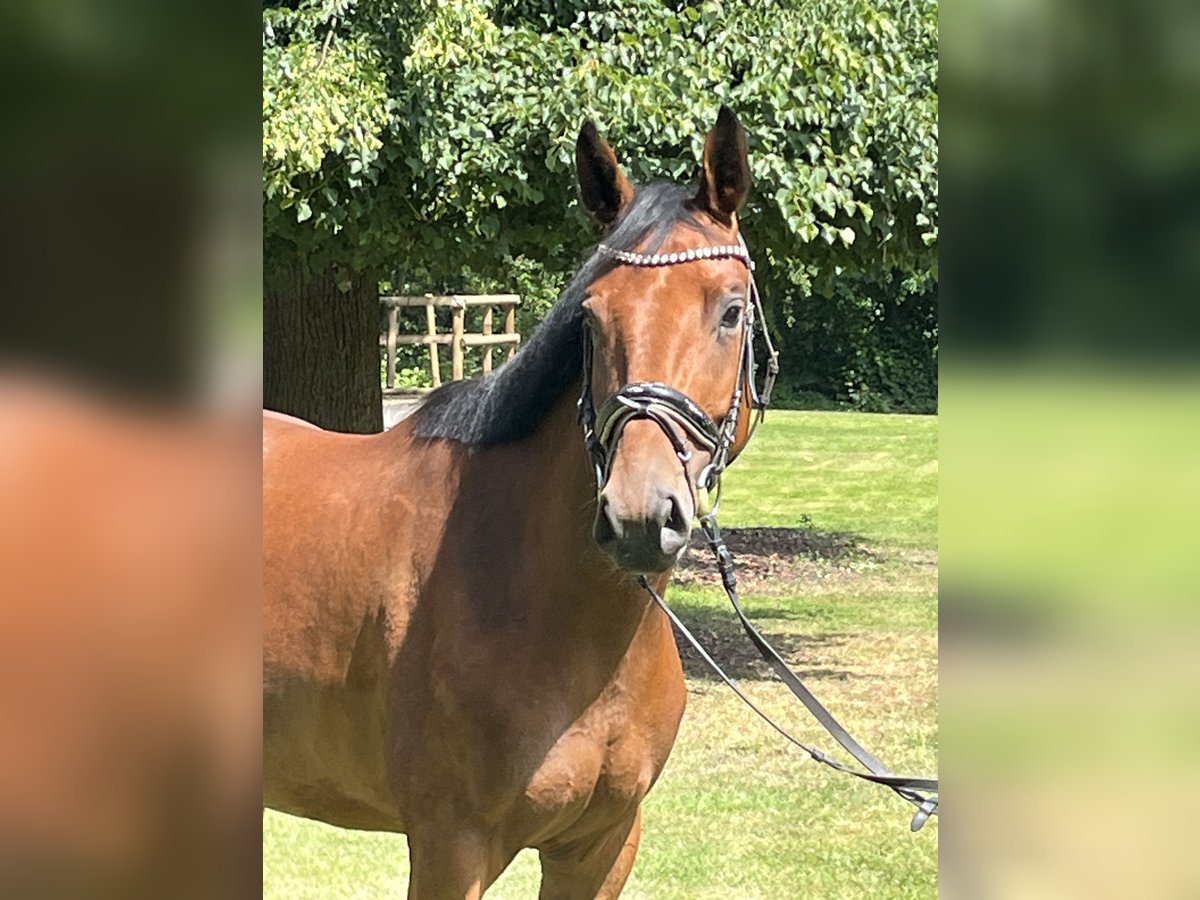 Hanovrien Jument 4 Ans 168 cm Bai in Hamm